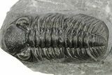 Phacopid (Adrisiops) Trilobite - Jbel Oudriss, Morocco #222409-1